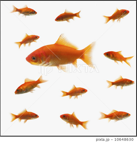 Goldfish 10648630