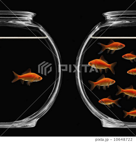 Two bowls of goldfish 10648722
