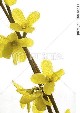 Yellow flowers Yellow flowers 10648734