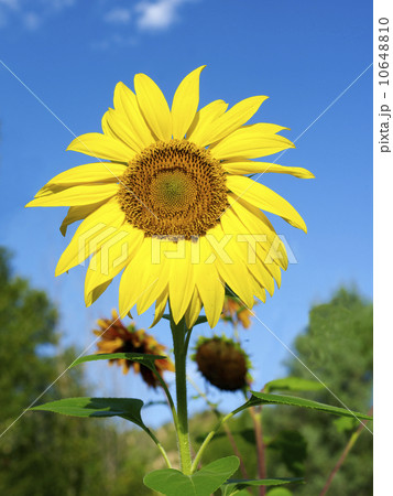Low angle view of sunflower Low angle view of sunflower 10648810
