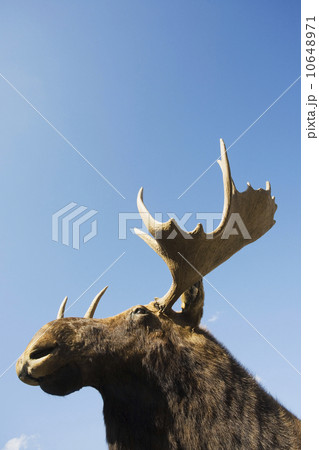 USA, New York State, Moose head against blue sky, low angle view USA, New York State, Moose head against blue sky, low angle view 10648971