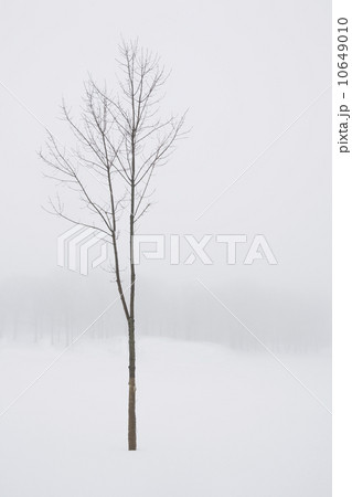 USA, New Jersey, Lonely tree in winter scenery USA, New Jersey, Lonely tree in winter scenery 10649010