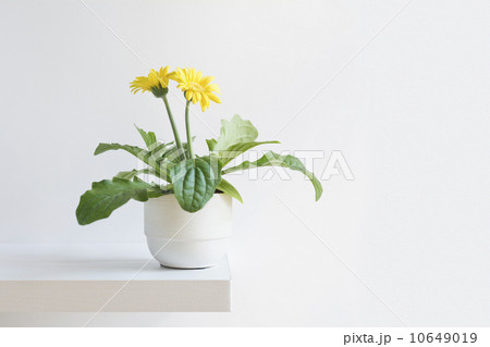 Blooming daisy 10649019