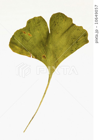 Dried Ginko leaf 10649057