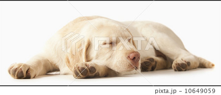 Studio portrait of Yellow Labrador Retriever 10649059