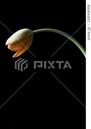 Studio shot of yellow tulip 10649066