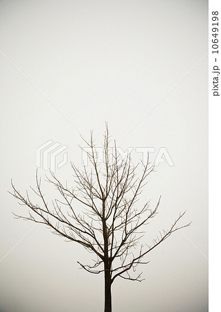 Bare tree in winter Bare tree in winter 10649198