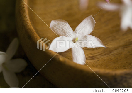 Tropical flower floating on water in bowl Tropical flower floating on water in bowl 10649203