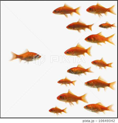 Goldfish Goldfish 10649342