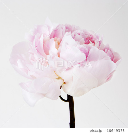Peony flower in bloom 10649373