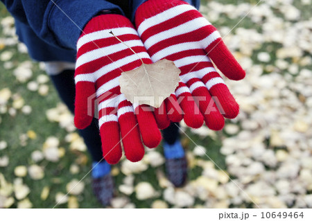 Hands of woman holding autumn leaf Hands of woman holding autumn leaf 10649464