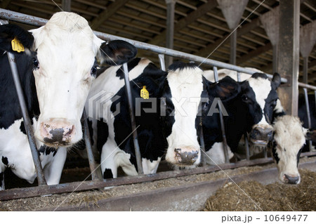 Cows in barn 10649477
