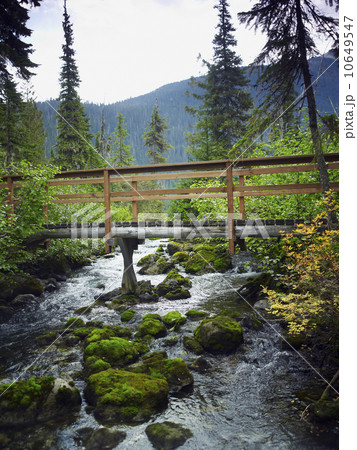 Bridge in forest Bridge in forest 10649547