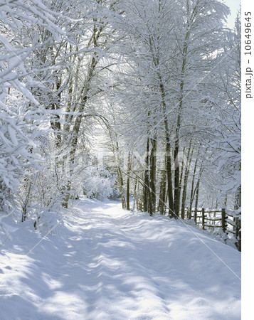 USA, Colorado, snowy road 10649645