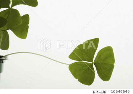 Studio shot of clover on white background 10649646