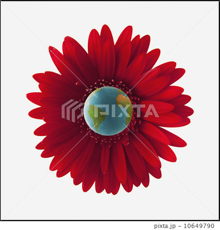 Globe in center of red gerbera daisy Globe in center of red gerbera daisy 10649790