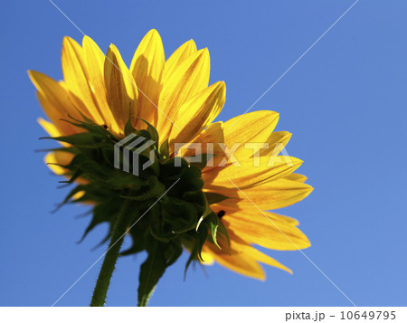 Low angle view of sunflower 10649795