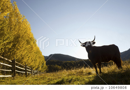 USA, Colorado, Cow on pasture 10649808