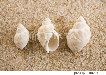 Three seashells on sand Three seashells on sand 10649838