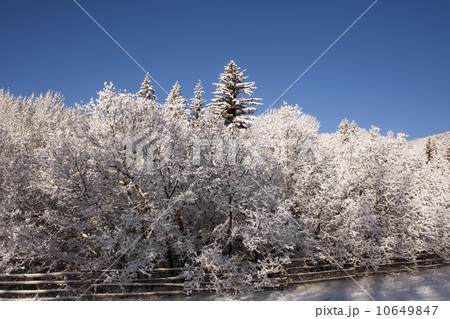 USA, Colorado, Winter landscape USA, Colorado, Winter landscape 10649847