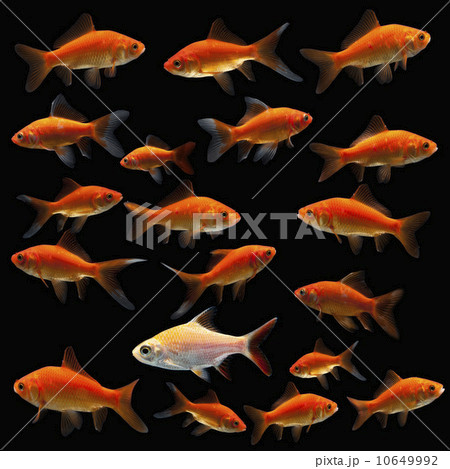 Goldfish 10649992