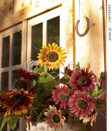 USA, Colorado, Sunflowers flowering in flower pot 10649994