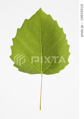 Bigtooth Aspen Leaf 10650010
