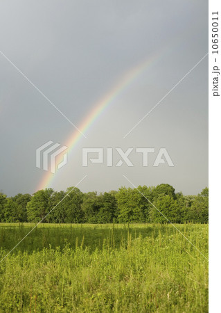 A rainbow in a field A rainbow in a field 10650011