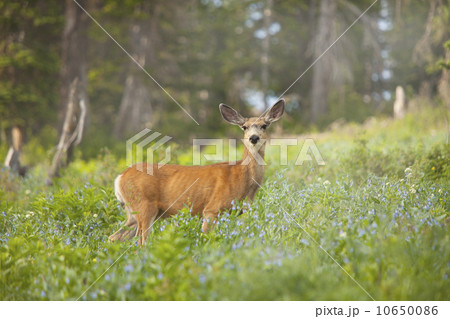 Mule Deer (Odocoileus hemionus) in meadow Mule Deer (Odocoileus hemionus) in meadow 10650086