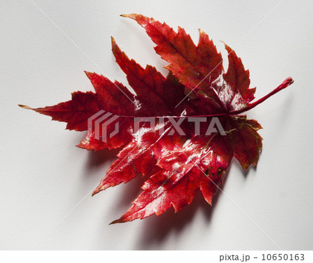 Red maple leaf Red maple leaf 10650163