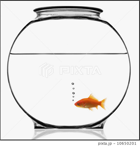 Goldfish in bowl Goldfish in bowl 10650201