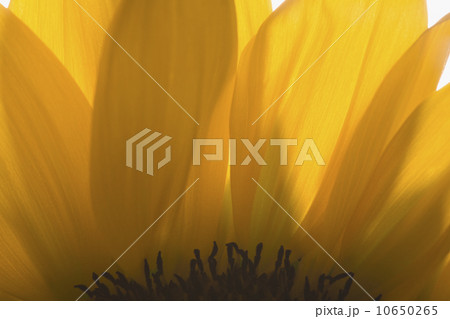 Close-up of sunflower petals 10650265