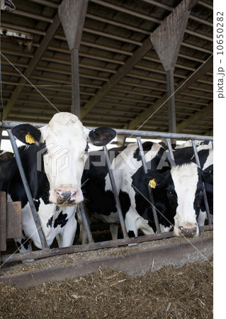 Cows in barn 10650282