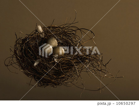 Eggs in birds nest 10650297