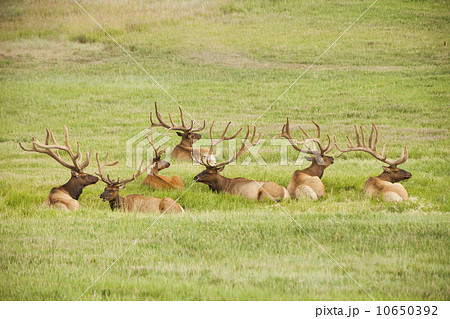 Group of bull Elk (Cervus canadensis) lying in field 10650392