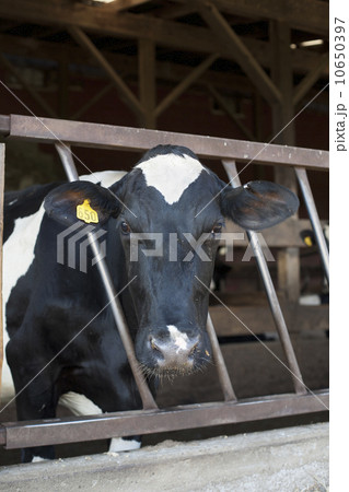 Cow in barn 10650397