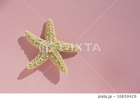 Starfish Starfish 10650429