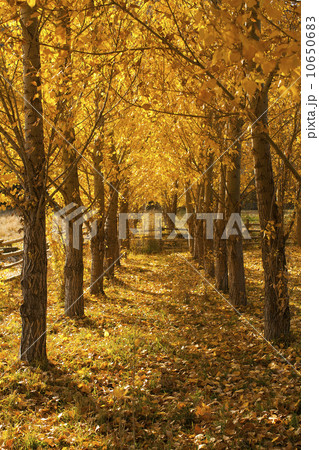 USA, Colorado, Autumn tree lined footpath 10650683