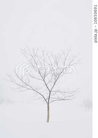 USA, New Jersey, Lonely tree in winter scenery USA, New Jersey, Lonely tree in winter scenery 10650691