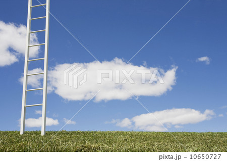 USA, New Jersey, White ladder in field 10650727