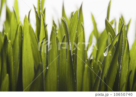 Close-up view of grass straw 10650740