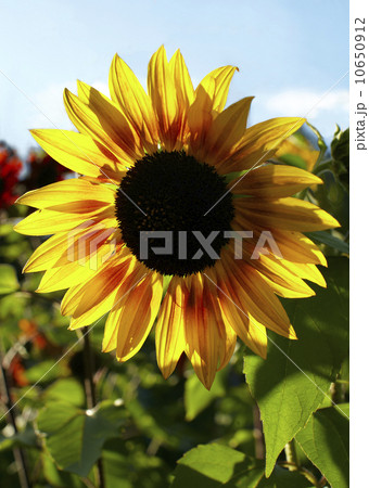 Close-up of sunflower 10650912