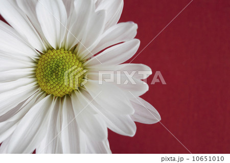 Close-up view of daisy flower head on red background 10651010
