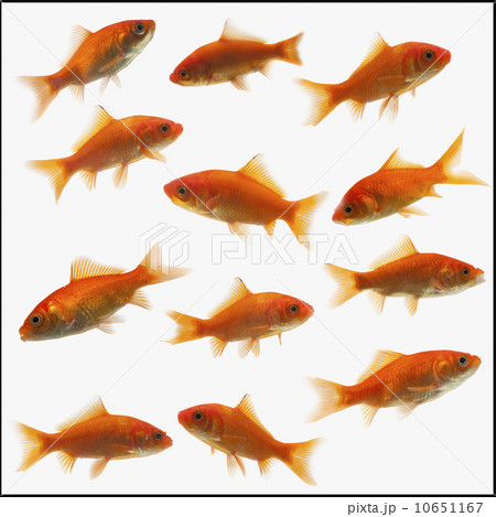 Goldfish 10651167