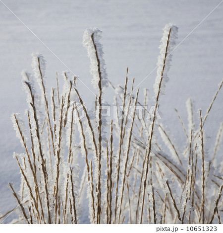 Frost on grass Frost on grass 10651323