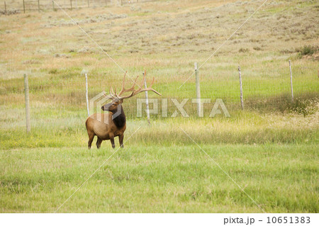 Bull Elk (Cervus canadensis) in field Bull Elk (Cervus canadensis) in field 10651383