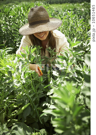 Young woman gardening Young woman gardening 10651465