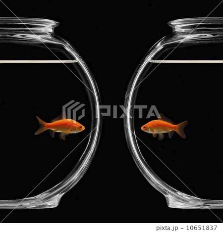 Goldfish in bowl 10651837