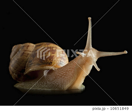 Snail and reflection 10651849