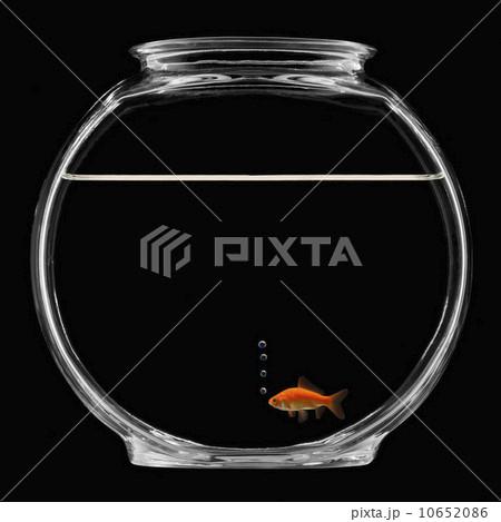 Goldfish in bowl Goldfish in bowl 10652086